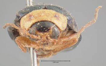 Media type: image; Entomology 17537   Aspect: head frontal view